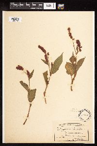 Persicaria orientalis image