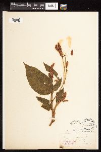 Persicaria orientalis image