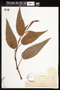 Persicaria coccinea image