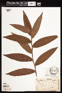 Persicaria coccinea image