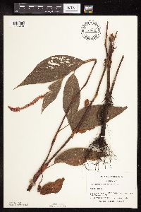 Persicaria coccinea image