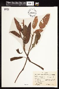 Persicaria coccinea image