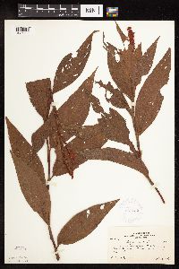 Persicaria coccinea image