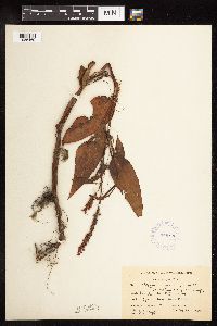 Persicaria coccinea image