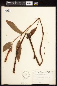 Media resource of Persicaria coccinea