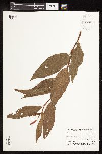 Persicaria coccinea image