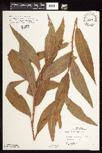 Persicaria coccinea image