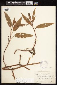 Persicaria coccinea image