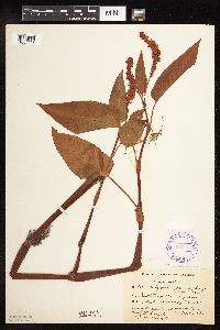 Persicaria coccinea image
