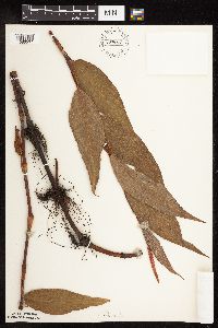 Persicaria coccinea image