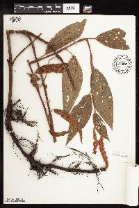 Persicaria coccinea image