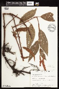 Persicaria coccinea image