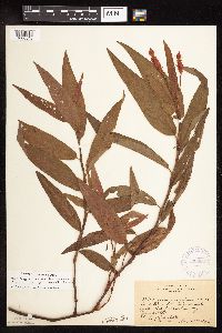 Persicaria coccinea image