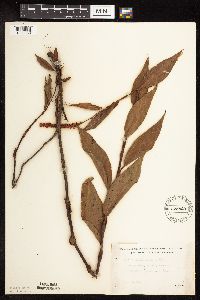 Persicaria coccinea image