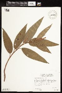 Persicaria coccinea image