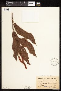 Persicaria coccinea image