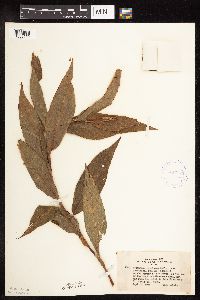 Persicaria coccinea image