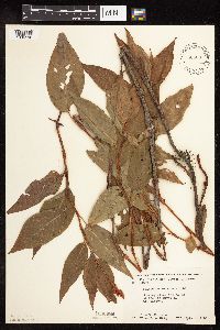 Persicaria coccinea image
