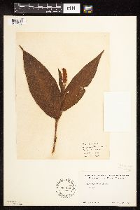 Persicaria coccinea image