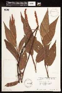 Persicaria amphibia image