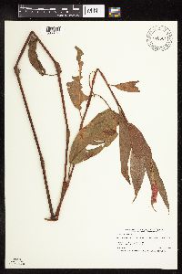 Persicaria coccinea image