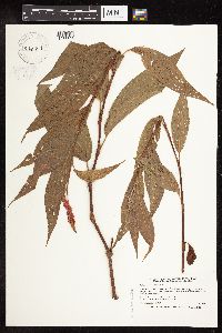 Persicaria coccinea image