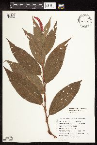 Persicaria coccinea image