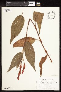 Persicaria coccinea image