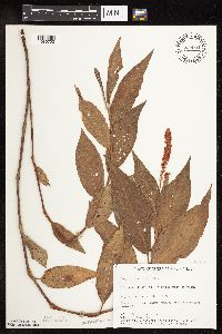 Persicaria coccinea image
