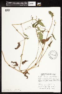 Persicaria arifolia image