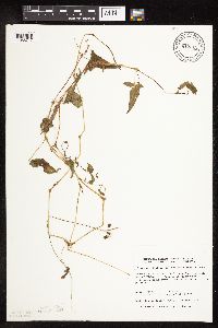 Persicaria arifolia image