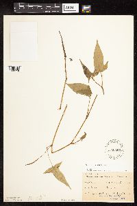 Persicaria arifolia image