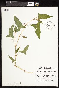 Persicaria arifolia image