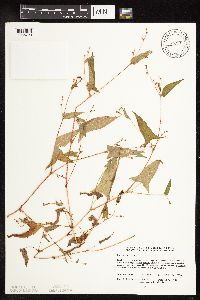 Persicaria arifolia image