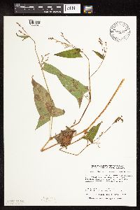 Persicaria arifolia image
