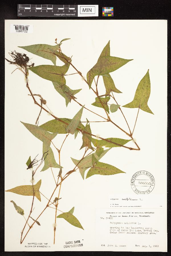 Persicaria arifolia image