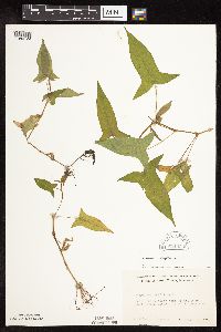 Persicaria arifolia image
