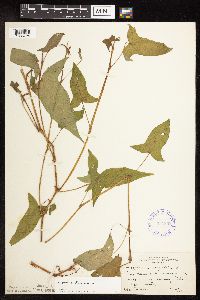 Persicaria arifolia image