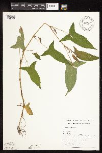 Persicaria arifolia image