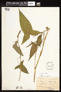 Persicaria arifolia image