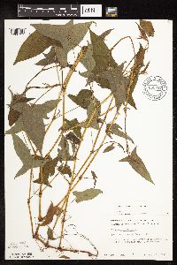 Persicaria arifolia image