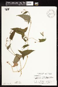 Persicaria arifolia image