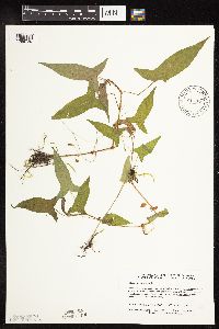 Persicaria arifolia image