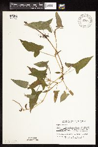 Persicaria arifolia image