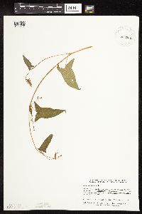 Persicaria arifolia image