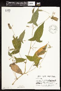 Persicaria arifolia image