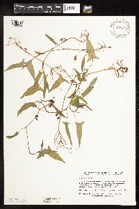 Persicaria arifolia image