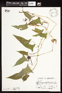 Persicaria arifolia image