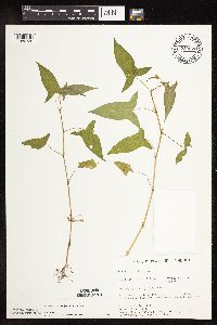 Persicaria arifolia image