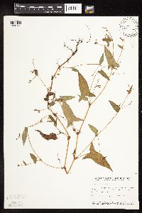 Persicaria arifolia image